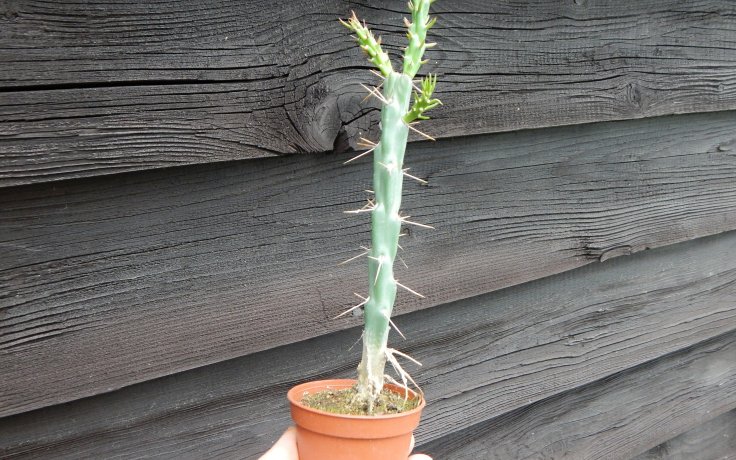 Cylindropuntia kleiniae cactus for garden