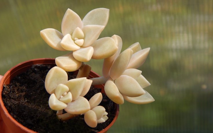 Graptosedum Ghosty - houseplant to sun