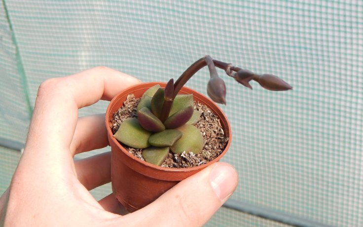 Anacampseros telephiastrum