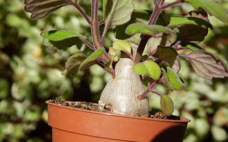 Plectranthus ernstii kaudex pokojovka bonaj