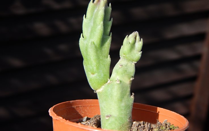 Stapelia grandiflora - smrdutka
