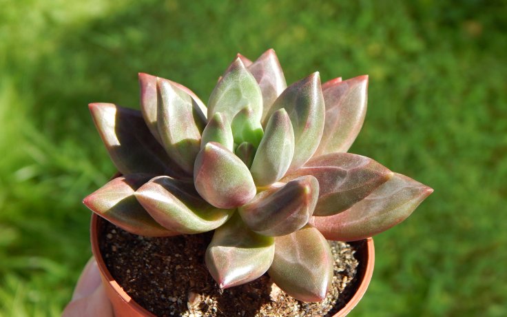 Pachyphytum compactum Red sukulenty