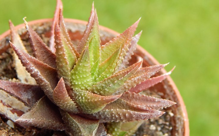 Haworthia rugosa