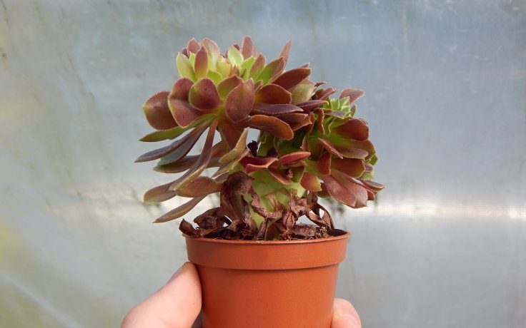 Aeonium Blushing Beauty cristata