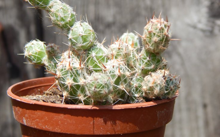 Mammillaria gracilis - cacti samek