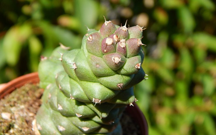 Euphorbia ritchiei sukulent