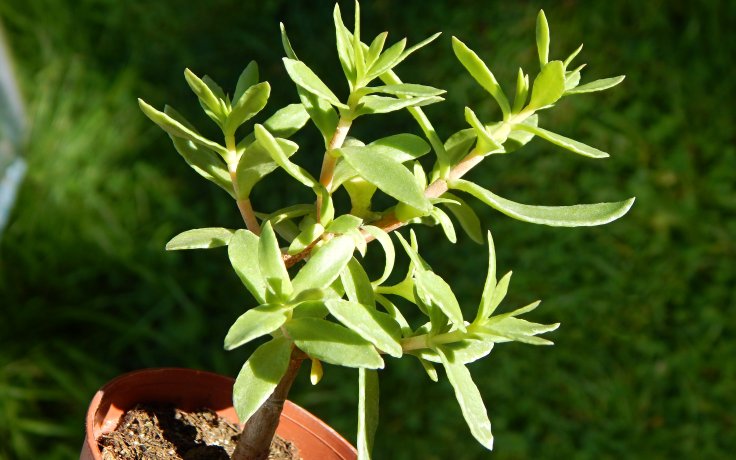 Crassula sarcocaulis Big Leaves