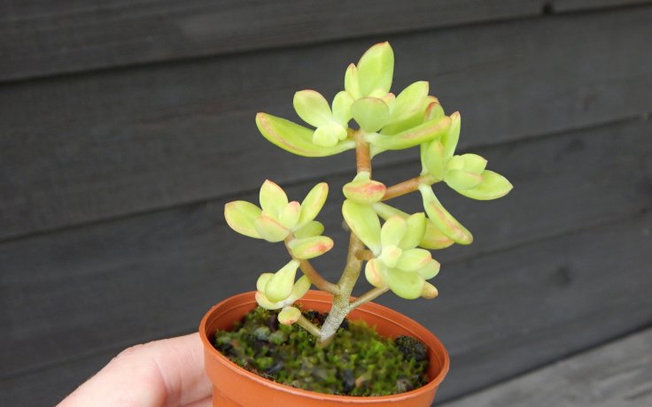 Echeveria macdougallii eshop