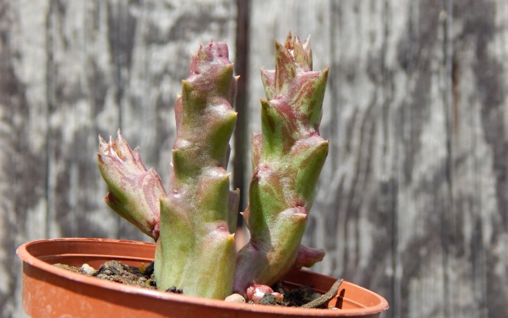 Orbea variegata Lazy - succulents