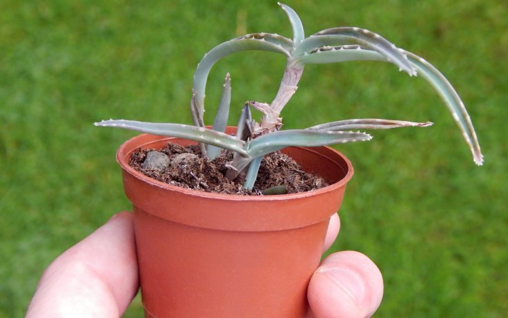 Aloe millotii - succulent for sale