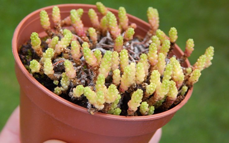 Sedum acre Minor - sukulent