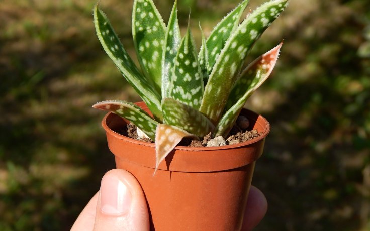 Aloe Tiki Tahi - sukulenty na prodej