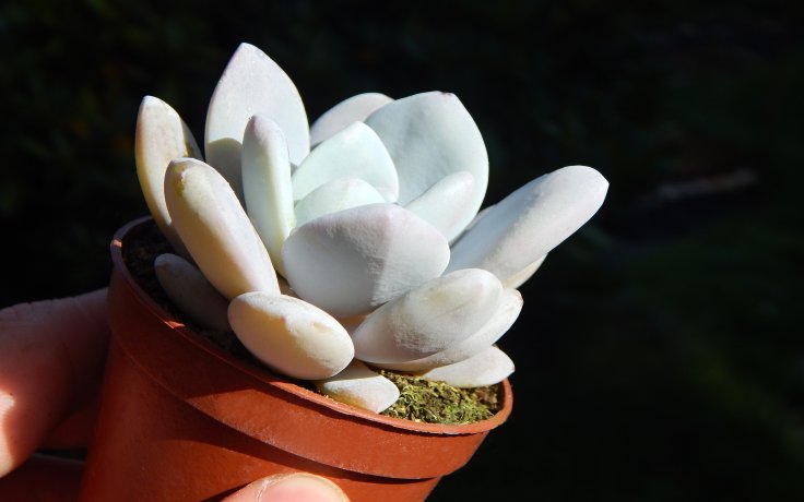 Echeveria laui dužnatka, pupovice