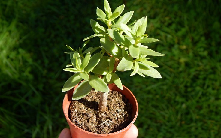 Crassula sarcocaulis Big Leaves - velkolistá tlustice