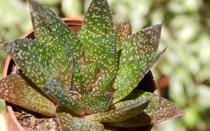 Aloe Flow nenáročný sukulent