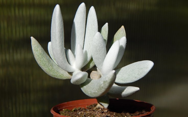 Senecio haworthii Mont Blanc