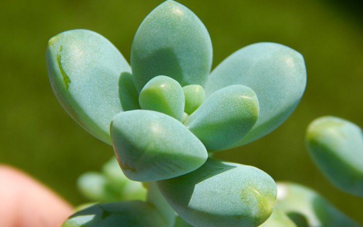 Sedum treleasei