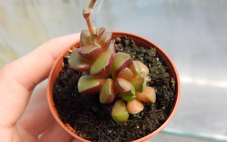 Anacampseros retusa sukulent na parapet