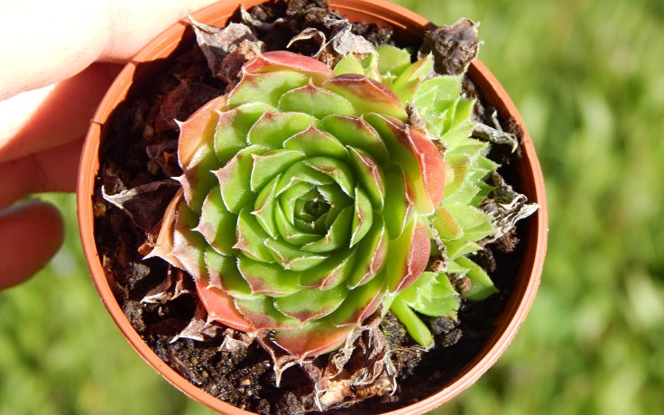 Jovibarba heuffelii Grosser Triumph