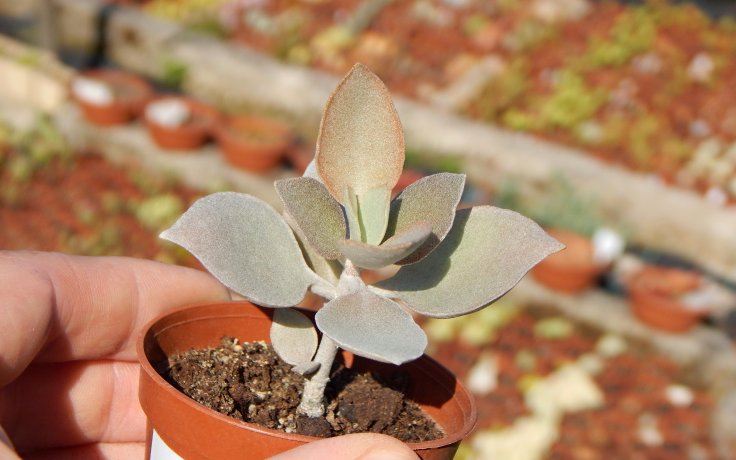 Kalanchoe bracteata bílá pokojovka