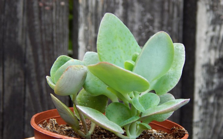 Crassula cordata - drobná tlustice