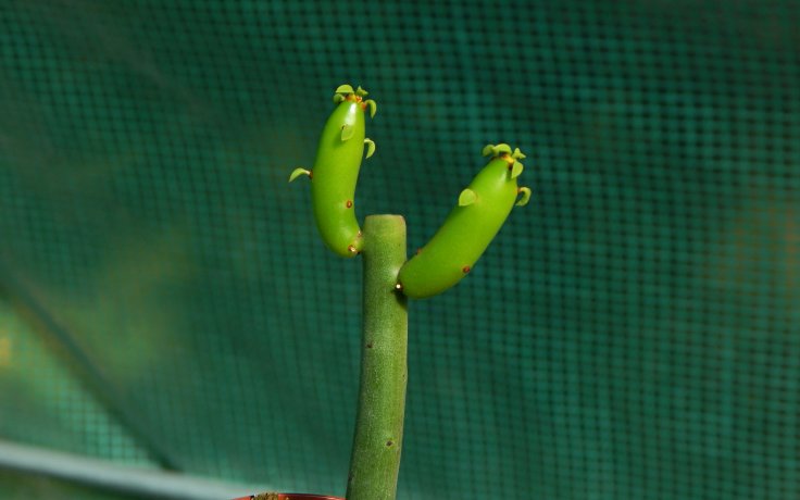 Euphorbia alluaudii subsp. oncoclada - pokojový sukulent