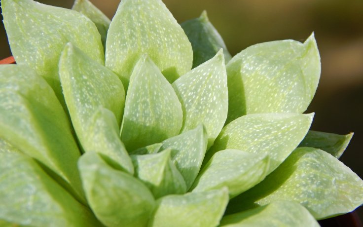Haworthia turgida var. pallidifolia