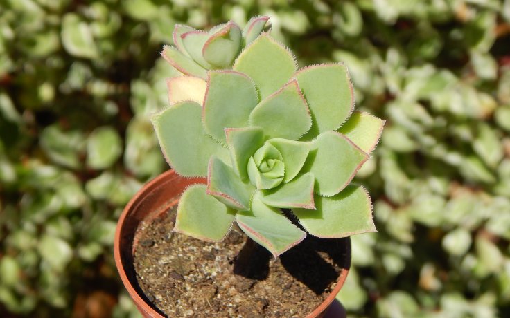 Aeonium haworthii na prodej nenáročný sukulent na kmínku