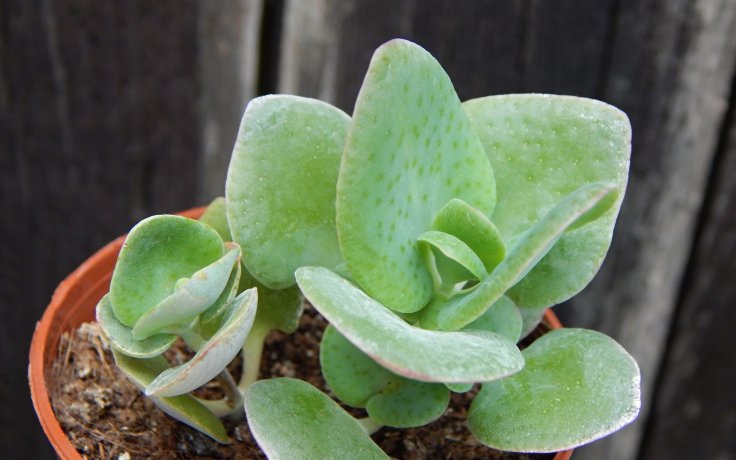 Crassula cordata - sukulenty pěstované v česku