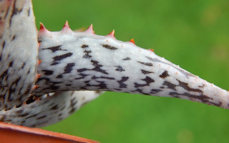Aloe somaliensis . sukulenty