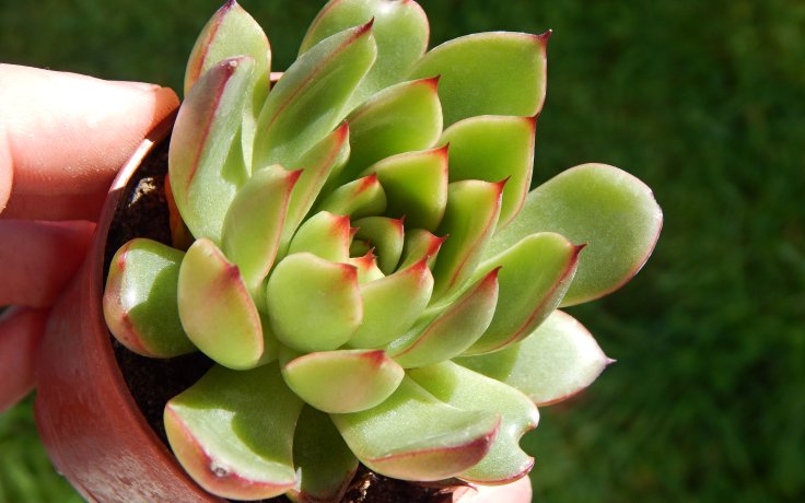 Echeveria Costarii