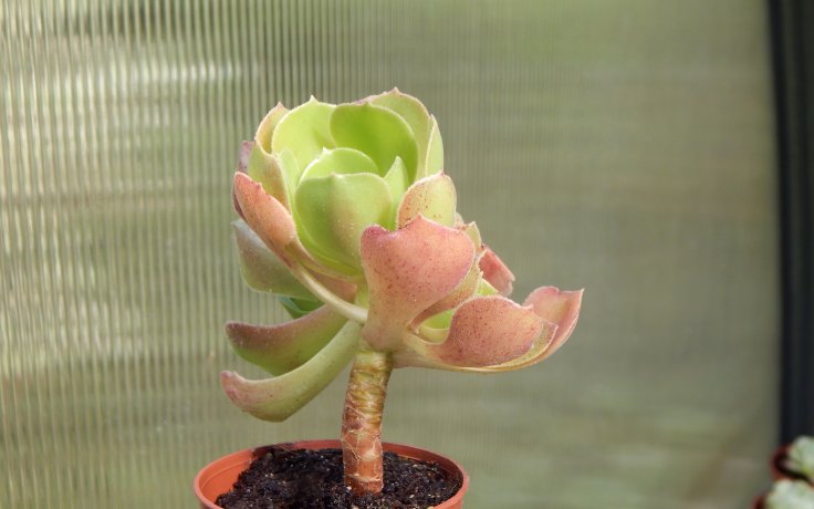 Aeonium Blushing Beauty