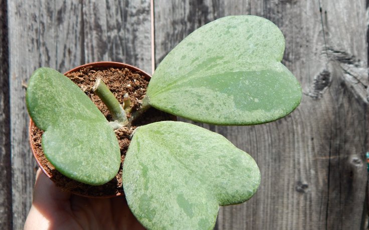 Hoya kerrii Splash - houseplant