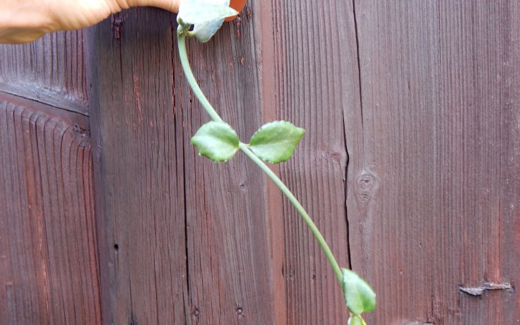 Ceropegia sandersonii x radicans - svícník