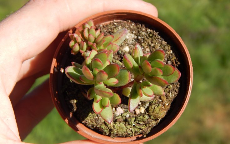 Crassula subaphylla v květináči