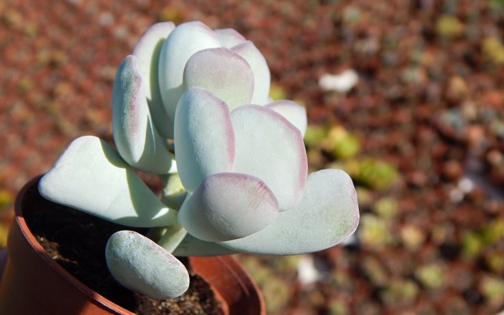 Cotyledon orbiculata Oophylla sukulenty