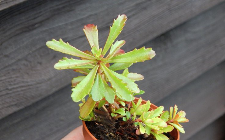 Sedum kamtschaticus var. floriferum (skalnička)