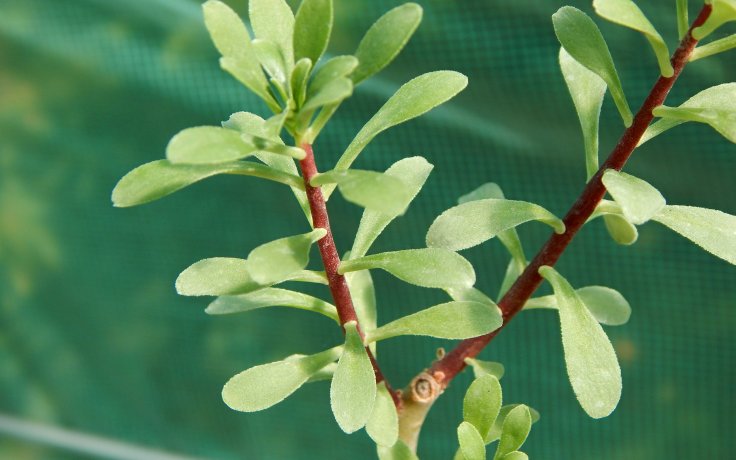 Sedum oxypetalum stromečekk, bonsaj