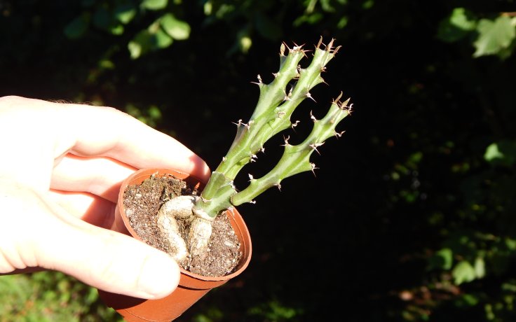 Euphorbia knuthii vzácný sukulent