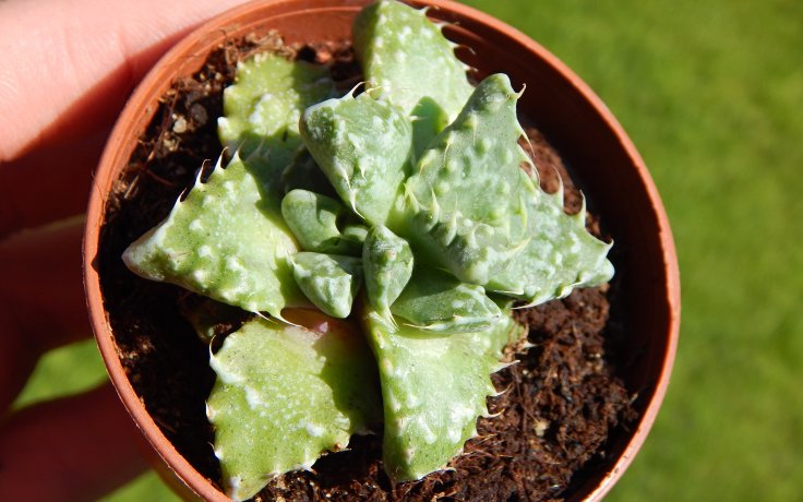 Faucaria felina subs. tuberculosa Hybrid - sukulenty