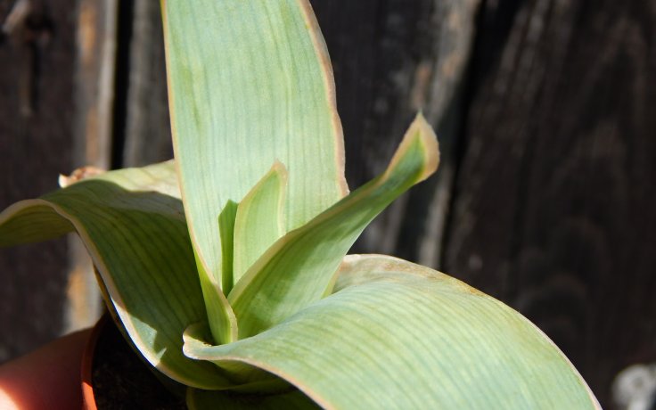 Aloe striata - sukulenty a kaktusy samek