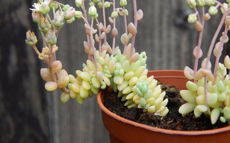 Sedum dasyphyllum Himalayan Clouds