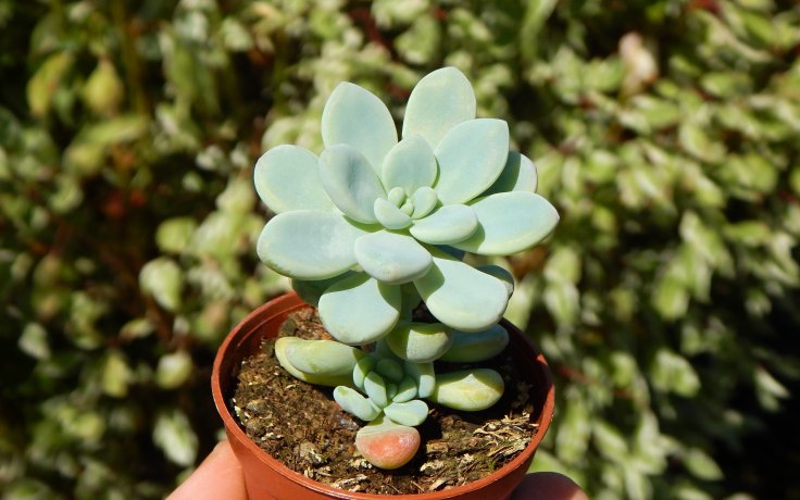 Sedum clavatum