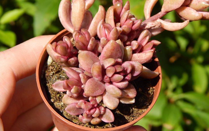 Lenopetalum Chocolate & Strawberries