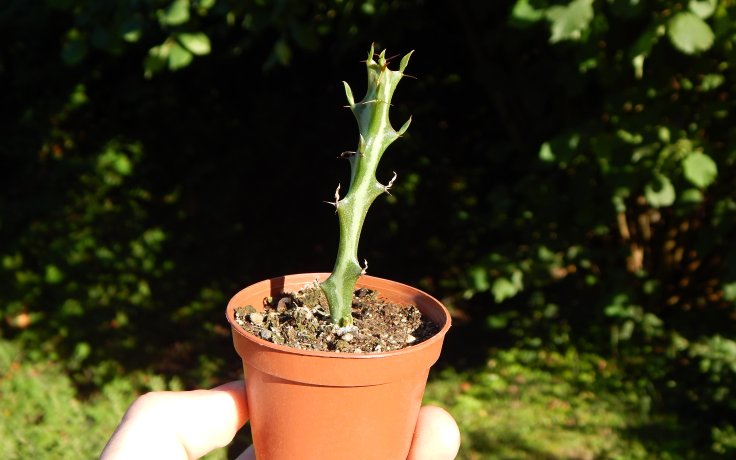 Euphorbia knuthii kaktusy