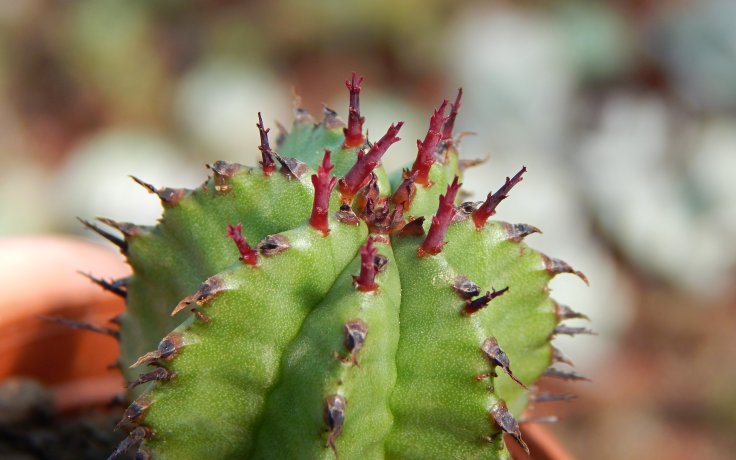 Euphorbia polygona zelený sukulent