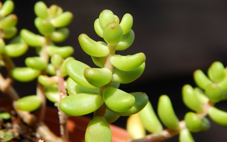 Sedum album Athoum