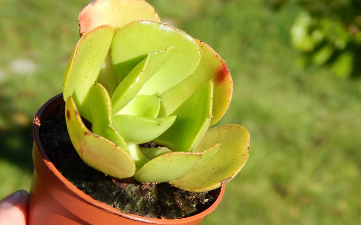 Aeonium glutinosum