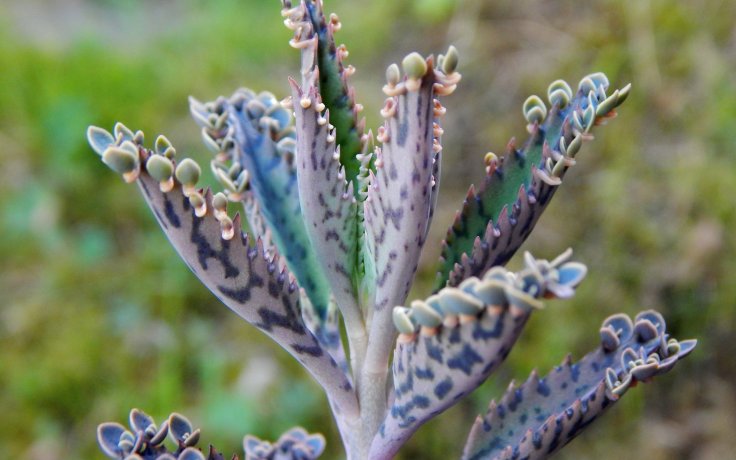 Kalanchoe houghtonii Mottled - succulents
