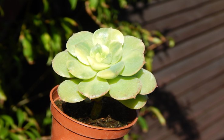 Echeveria Nicksana variegata